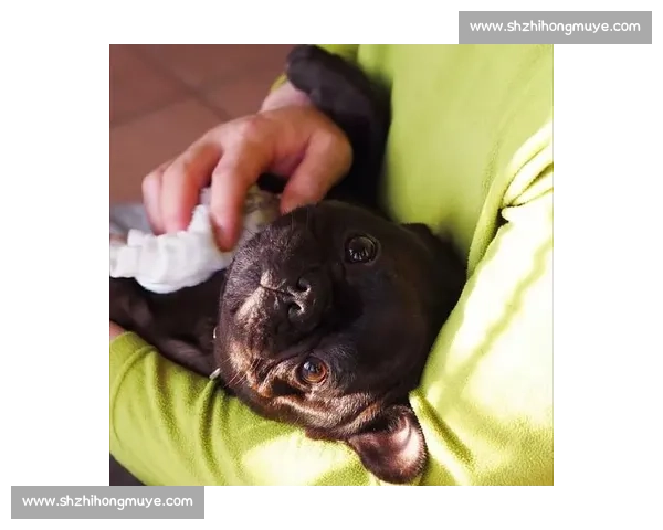 赛法斗:踢击独尊的优雅格斗艺术 赛法斗:踢击独尊的优雅格斗艺术